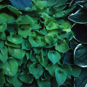 Hosta 'Gold Drop'
