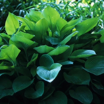 Hosta 'Gold Regal' 