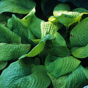 Hosta 'Golden Chimes' 