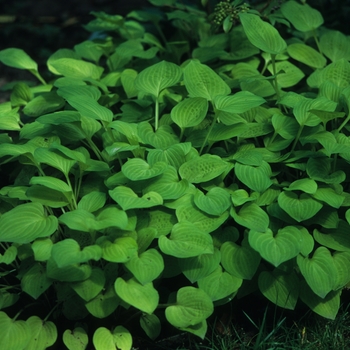 Hosta 'Golden Scepter' 