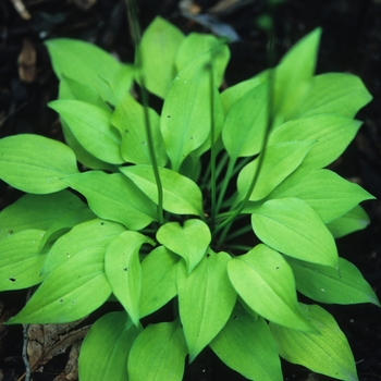 Hosta 'Golden Spades' 