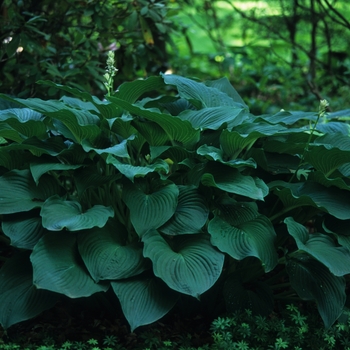 Hosta 'Green Acres' 