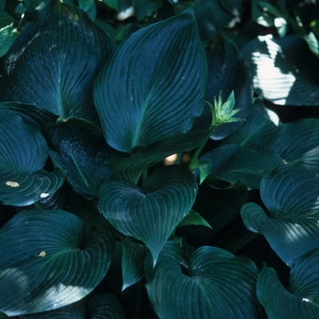 Hosta 'Green Angel' 