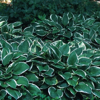 Hosta 'Green Gold' 