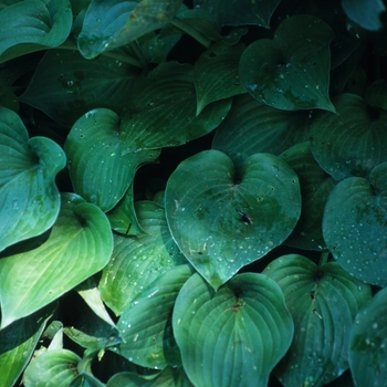 Hosta 'Gum Drop' 