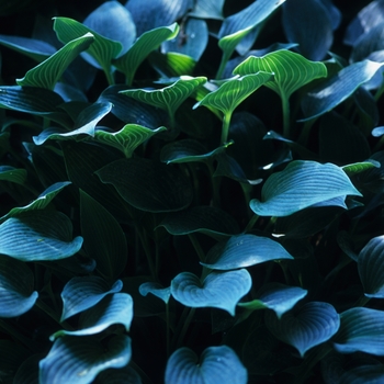 Hosta 'Harmony'