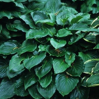 Hosta 'Invincible' 