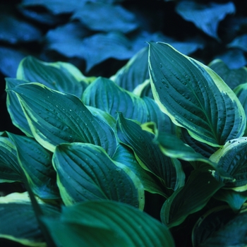 Hosta 'Iron Gate Glamour' 