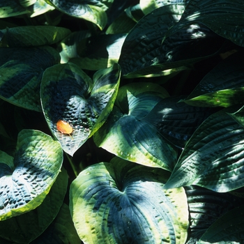 Hosta 'Jack of Diamonds' 