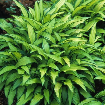 Hosta 'Kabitan' 