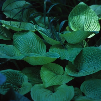 Hosta 'King Tut'