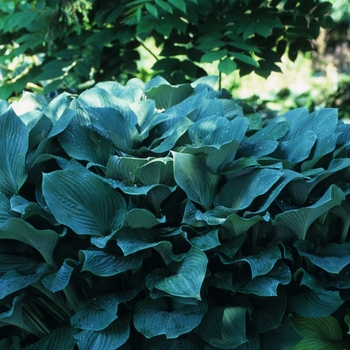 Hosta 'Krossa Regal' (032252)