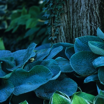 Hosta 'Lady Waiting' 