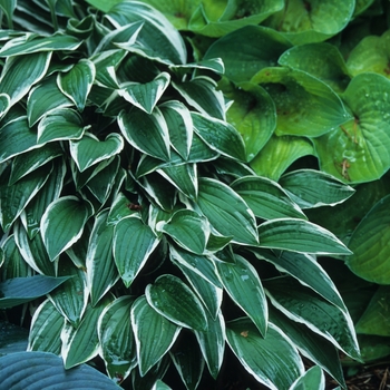 Hosta 'Louisa' 