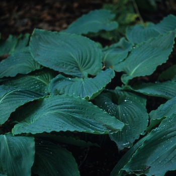 Hosta 'Maekawa' 