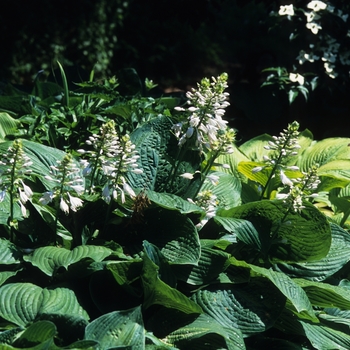 Hosta 'Mary Lou' 