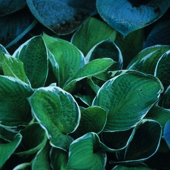 Hosta 'Moonlight' 