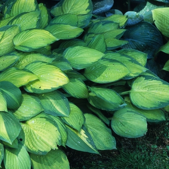 Hosta 'Okay Dokey' 