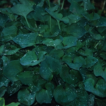 Hosta 'Pearl Lake' 