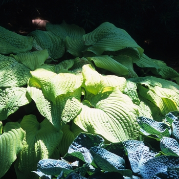 Hosta 'Piedmont Gold' 