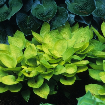 Hosta 'Pixie Power' 