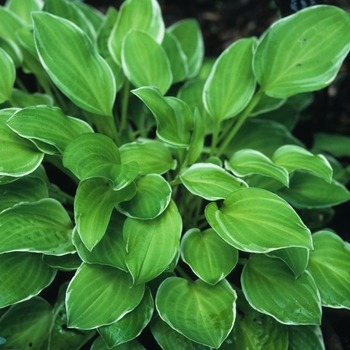 Hosta 'Platinum Tiara' 