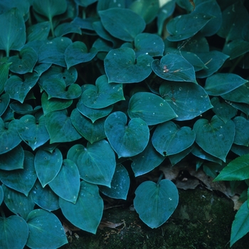 Hosta 'Popo' 