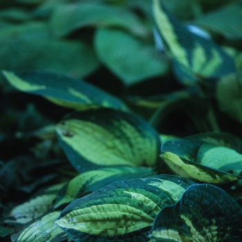 Hosta 'Reversed' 