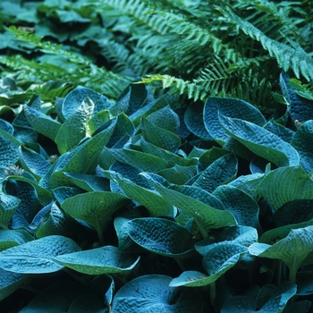 Hosta 'Rough Waters' 