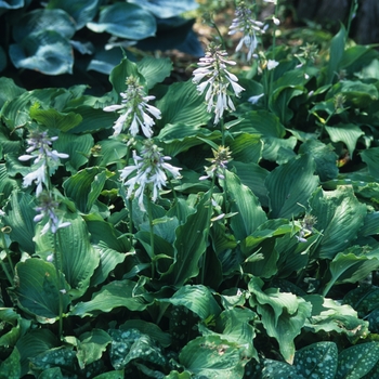 Hosta 'Bold Ruffles' 