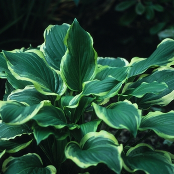 Hosta 'Savanah' 