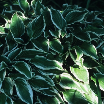 Hosta 'Silver Edge' 