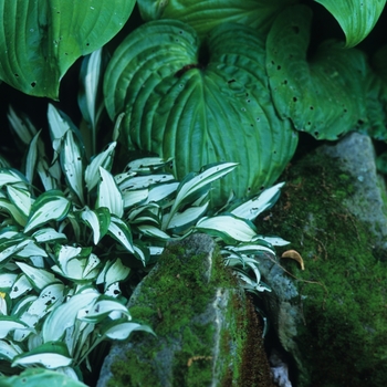 Hosta 'Silver Heart' 