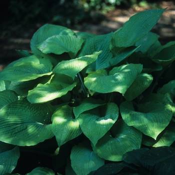 Hosta 'Solar Flare' 