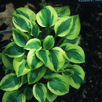 Hosta 'Sultana' 