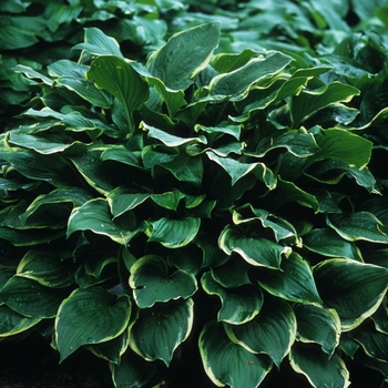 Hosta 'Summer Fragrance' 