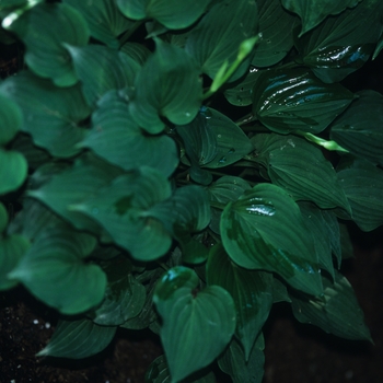 Hosta 'Sweet Heart' 