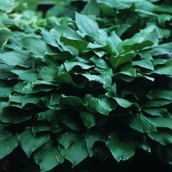 Hosta 'Sweet Susans' 