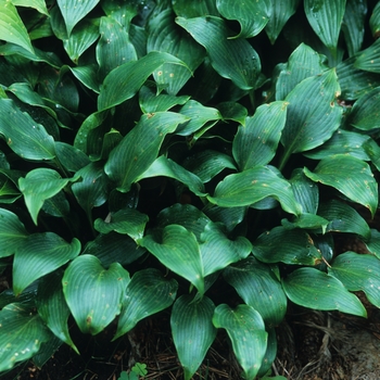 Hosta 'Tardiflora' 