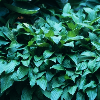 Hosta 'The Twister' 