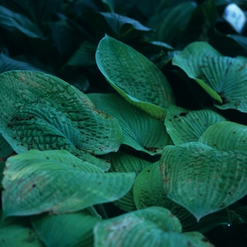 Hosta 'Treasure' 