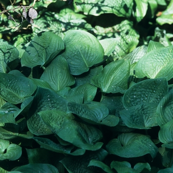 Hosta 'Valentine Lace' 