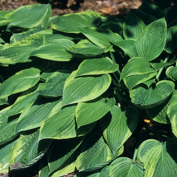 Hosta 'Viette Yellow Edge' 