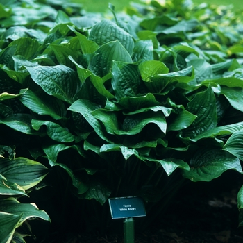 Hosta 'White Knight' 