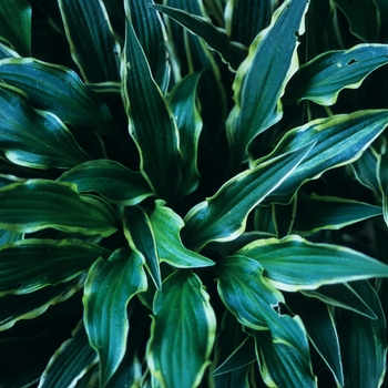 Hosta 'Wiggle Worms' 