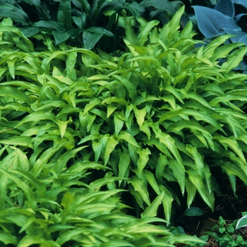 Hosta 'Chartreuse Wiggles' 