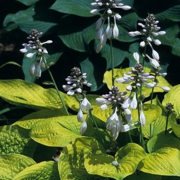 Hosta 'Zounds' 