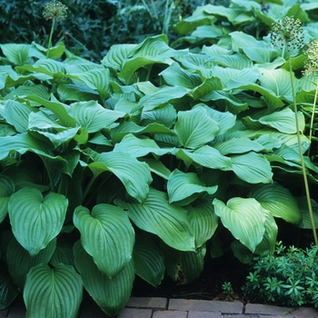 Hosta plantaginea