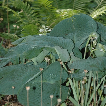 Hosta sieboldiana 'Gray Cole' 