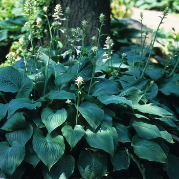 Hosta sieboldiana var. glabra 